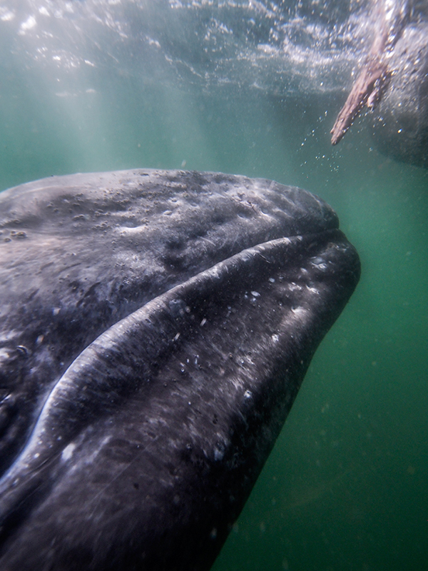 A baby Gray whale meets a visitor