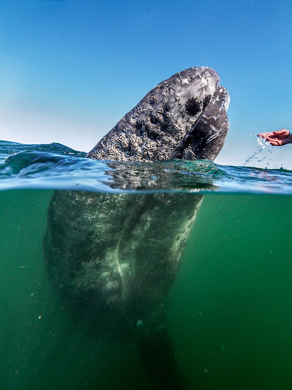 A baby Gray whale rises to meet a visitor, who is reaching to pet the whale