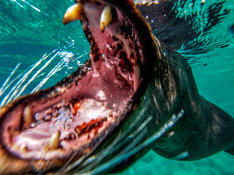 Sea lion playing with housing near Los Islotes   Olympus OM-D E-M5, w/7-14mm in housing