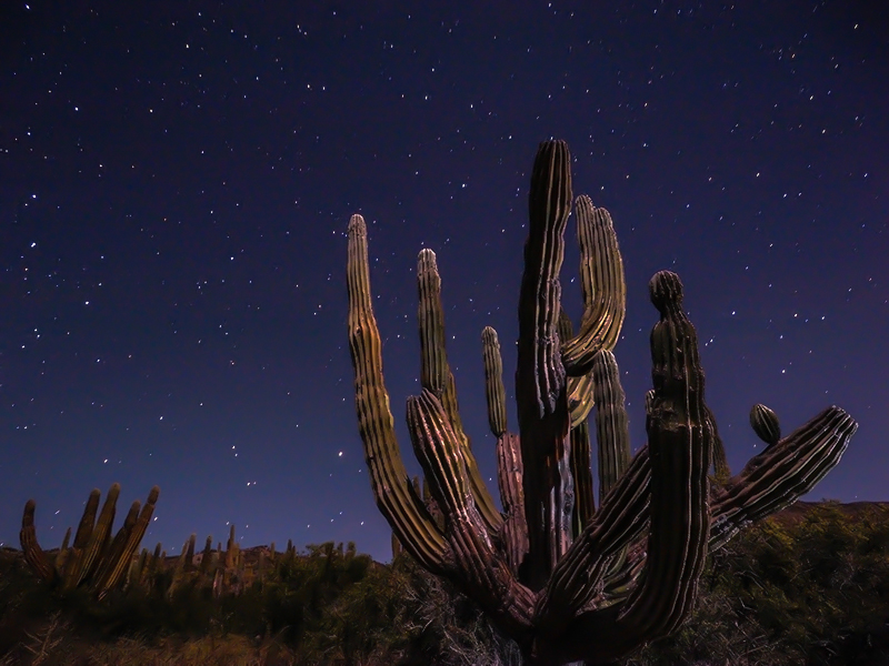 Cadron cactus on Los Islotes   Olympus OM-D E-M1, w/9-18mm