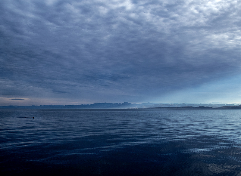 Blue whale surfacing in Sea of Cortez