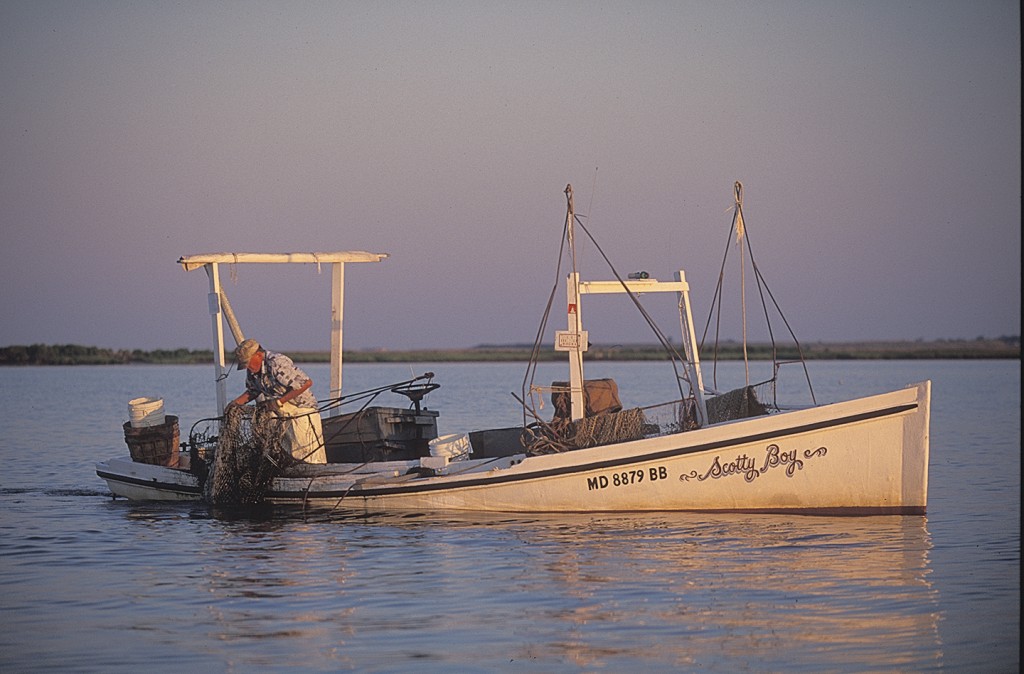 Near Smith Island, a waterman harvests oysters from the Chesapeake Bay   Photo by Dave Harp