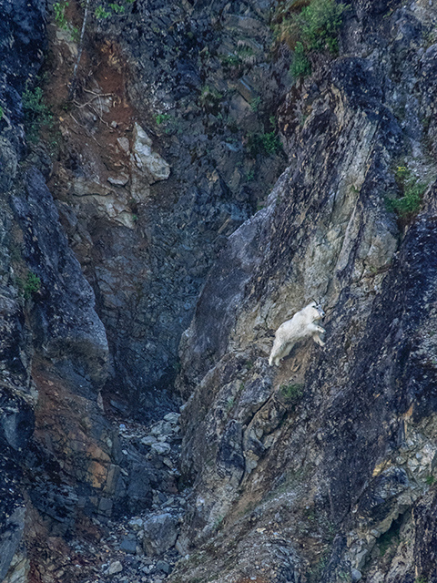 Glacier Bay National Park, a Mountain goat on mountainside   Oly E-M1 50-200