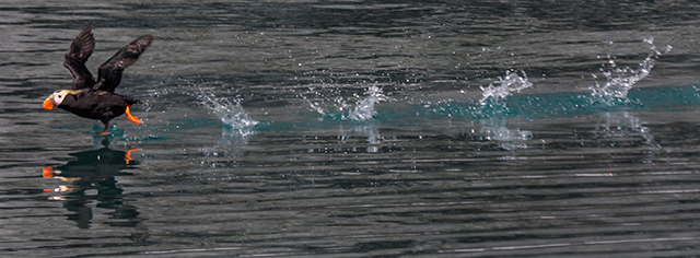 In Glacier Bay National Park, a Puffin on takeoff