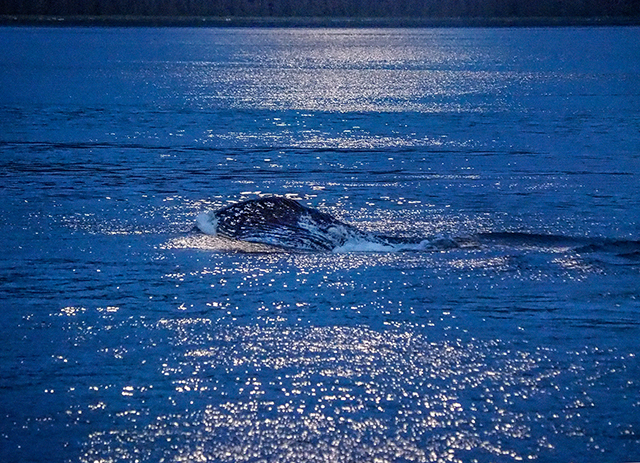 Humpback whales in moonlight, Olympus E-M1  50-200mm lens