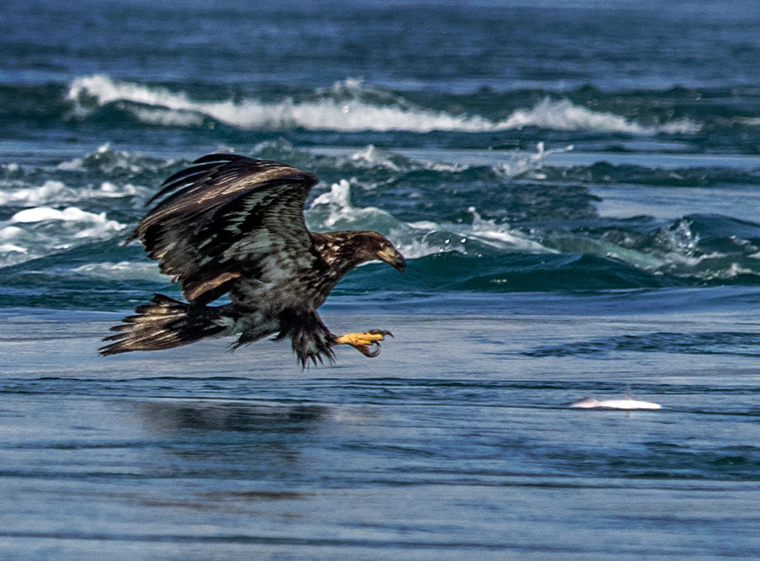 In the Inian Island of the Inside Passage, an immature Bald eagle grabs dinner   Olympus E-M1 50-200mm lens