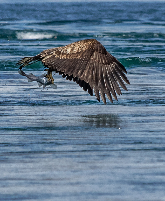 In the Inian Island of the Inside Passage, an immature Bald eagle grabs dinner   Olympus E-M1 50-200mm lens