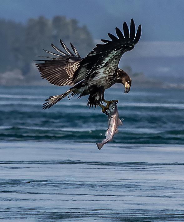 In the Inian Island of the Inside Passage, an immature Bald eagle grabs dinner.   Olympus E-M1 50-200mm lens