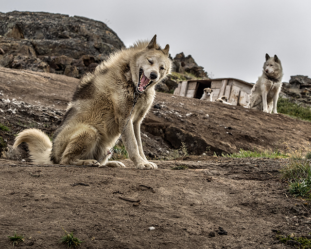 Sled dog in Sisimiut, Greenland Olympus E-M1 50-200mm