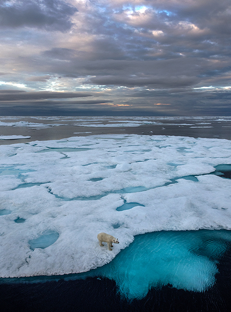 In the Davis Straits, near Baffin Island, this polar bear visited the ship.