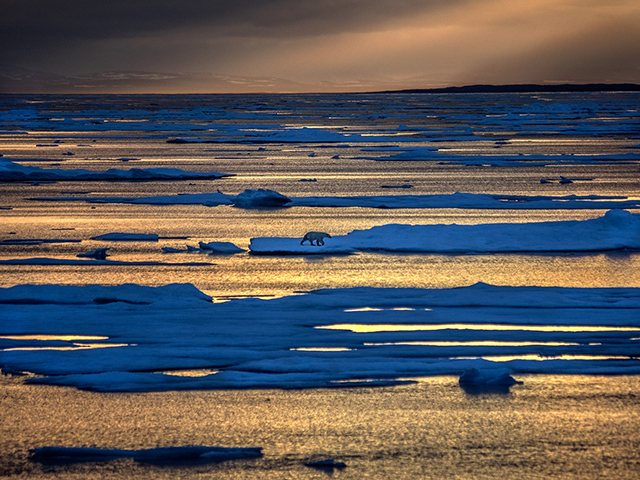 near Baffin Island, a polar bear crosses the ice at sunset Olympus E-M1  50-200mm lens