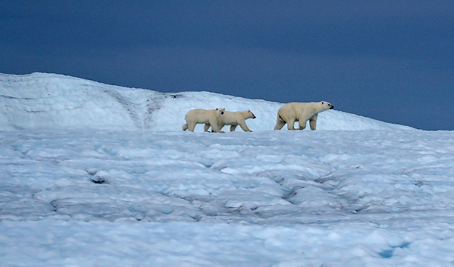 Polar bear and two cubs crossing Petermann Ice Island Olympus E-M1 100-300mm lens