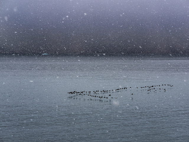 Flight of birds cross snowy strait near Dundas Harbour, Canada Archipelago Olympus E-M1 50200mm lens
