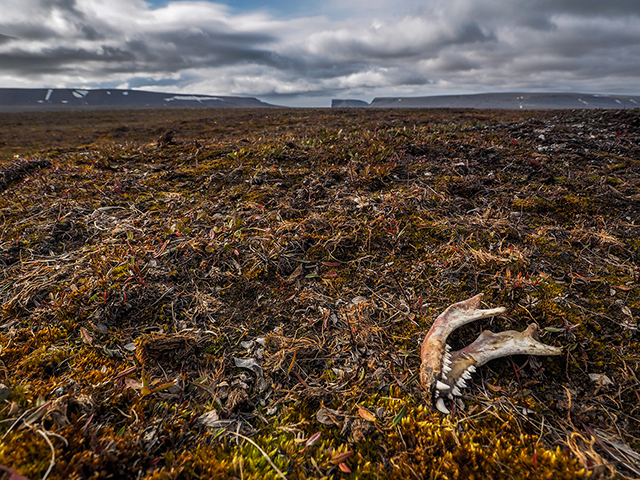 Near Radstod Bay, Canada Archipelago, jaw of Arctic fox sits in tundra  Olympus E-M1  9-18mm lens