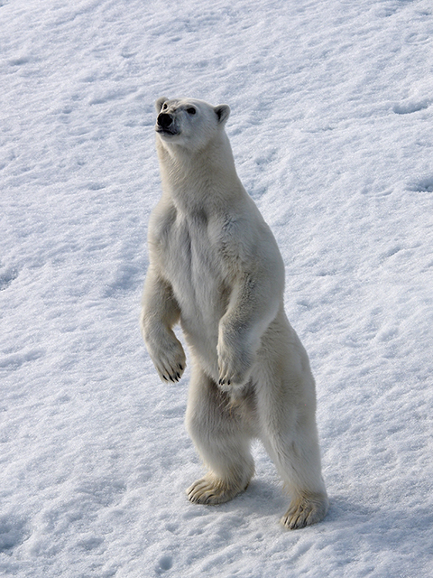 Polar bear sniffing the air