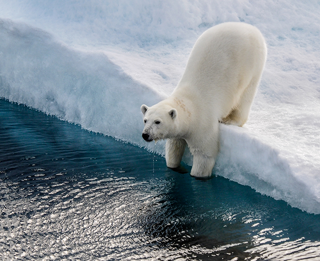 Near Baffin Island, this polar bear was watching us closely Olympus E-M1  50-200mm lens