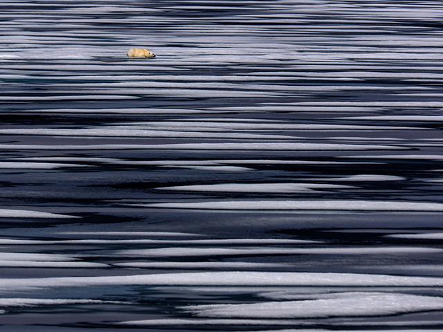 Polar bear hunting on ice Olympus E-M1  50-200mm lens w/2x