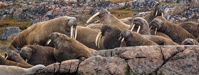 Walrus near Queens Harbour, Canadian Archipelago Olympus E-M1  50-200mm lens