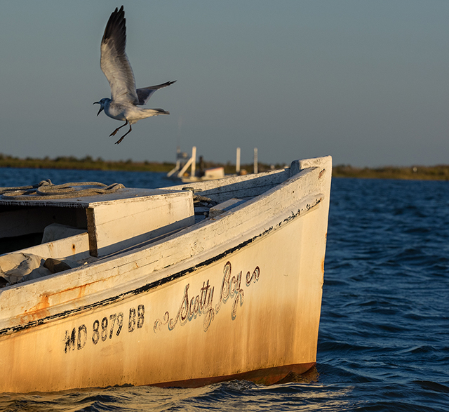 Hull of "Scotty Boy" oyster scraping off of Smith Island