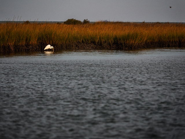 Egret feeding in marshes near Rhodes Point    Olympus E-M1   40-150mm f2.8