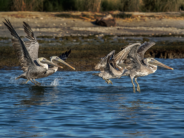 Brown pelicans taking off from Shanks' Point  Olympus E-M1  40-150mm f2.8