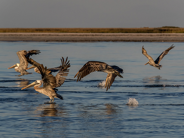 Nesting colony of Brown pelicans 