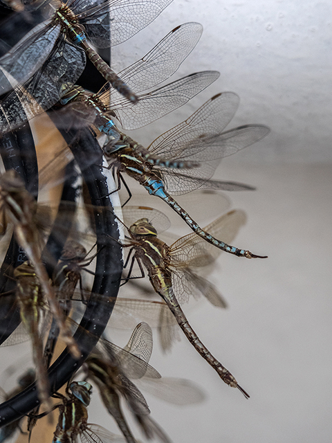 A swarm of Dragonfly we encountered on the Explorer, off of the coast of Argentina   Olympus E-M1   40-150mm f2.8