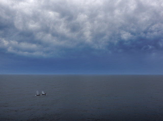 Killer whales off of Argentinian coast Olympus E-M1 12-40mm f2.8