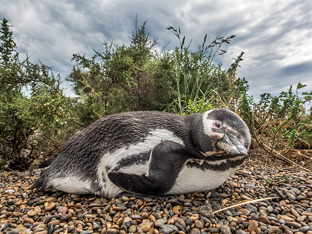 Magellanic penguin checking me out Oly E-M1  12-40mm f2.8