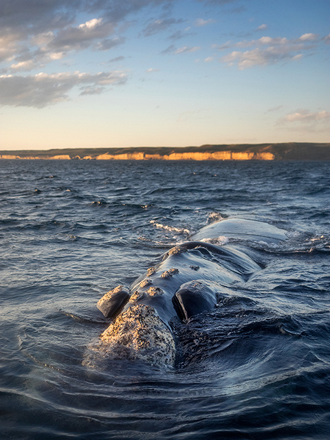 Off of the Valdes Peninsula, Argentina