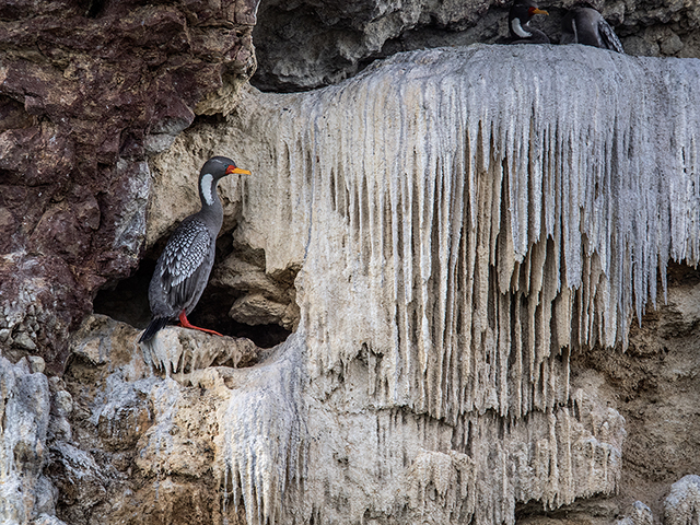 Cormorant near Puerto Deseado, Argentina Oly E-M1     40-150mm f2.8 w/1.4