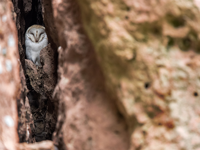 An owl hiding in rock crevasse Olympus E-M1   40-150mm f2.8