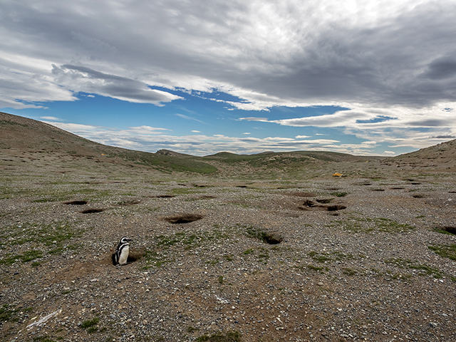 Magellanic penguin guarding nest, Isla Magdalena Oly E-M1    12-40mm f2.8