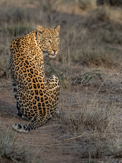 Leopard at dusk Oly E-M1  40-150mm f2.8