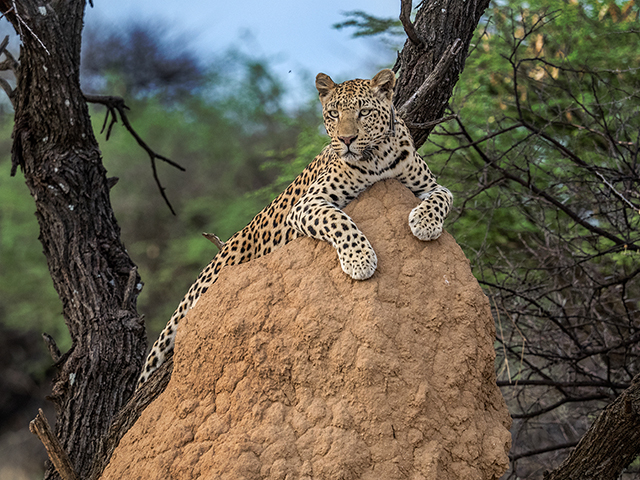 Leopard on termite mound Oly E-M1  40-150mm f2.8