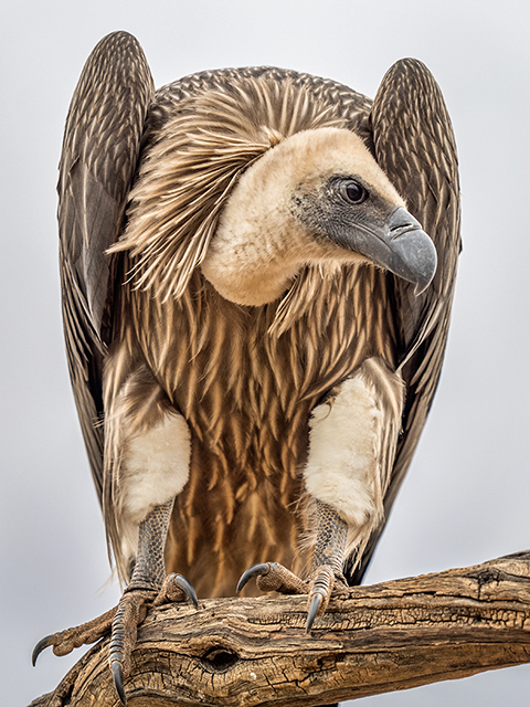 Vulture chick Oly E-M1  40-150mm f2.8