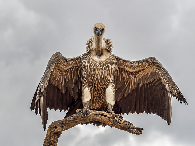 Vulture chick Oly E-M1  40-150mm f2.8