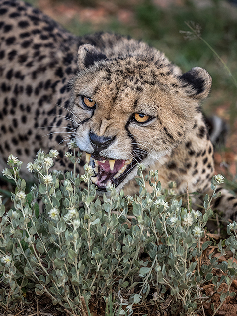 Cheetah at N/a’an ku sê Oly E-M1 40-150mm f2.8