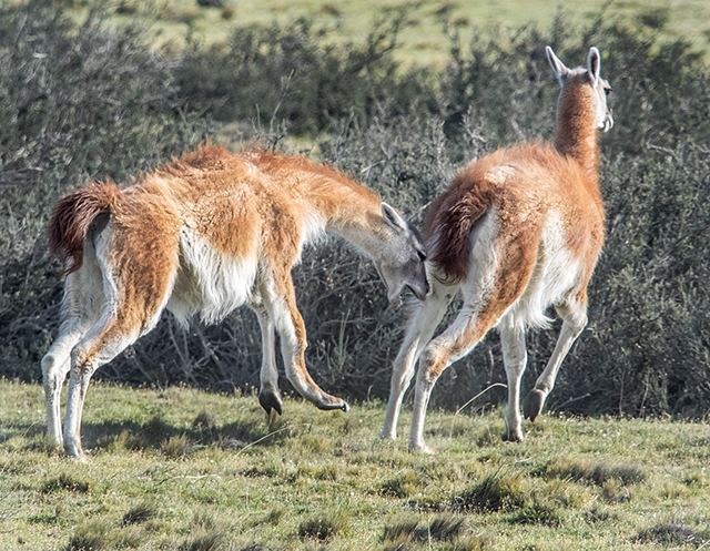 Male Guanacos fighting, Torres del Paine Oly E-M1  40-150mm f2.8