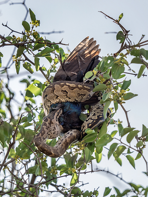Rock python swallowing Starling Oly E-M1  40-150mm f2.8 w/MC-14 extender