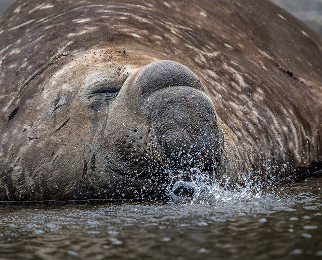 Snoring Elephant seal, Karukinka Park Oly E-M1 40-150mm f2.8 w/ MC-14 extender