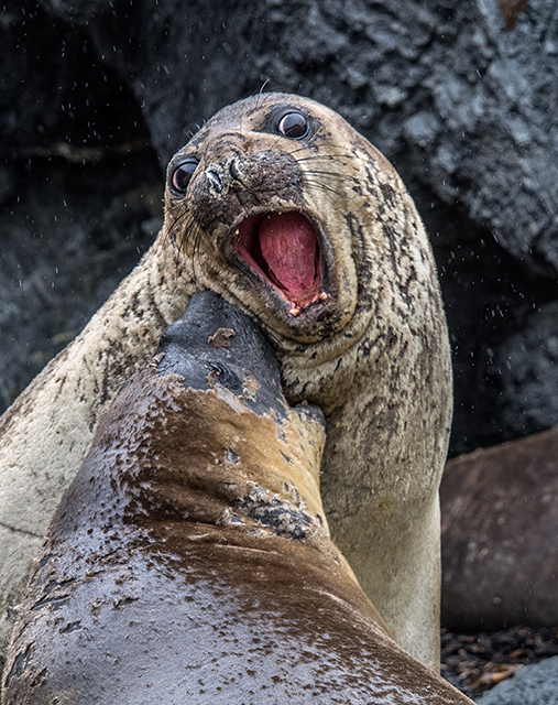 Elephant Seal pups playing, Karukinka Park, Argentina