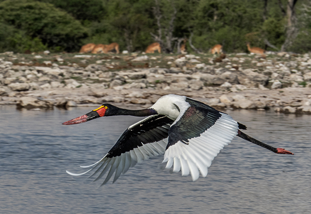 Near the Etosha Pan Oly E-M1 40-150mm f2.8 w/MC-14 extender