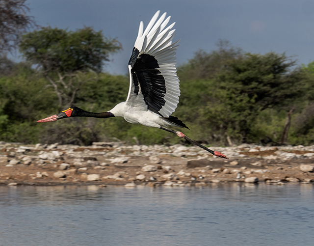 Near the Etosha Pan Oly E-M1   40-150mm f2.8 w/MC-14 extender