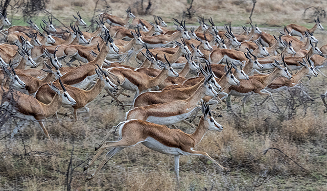 Wildlife, Etosha Oly E-M1   40-150mm f2.8  MC-14 extender