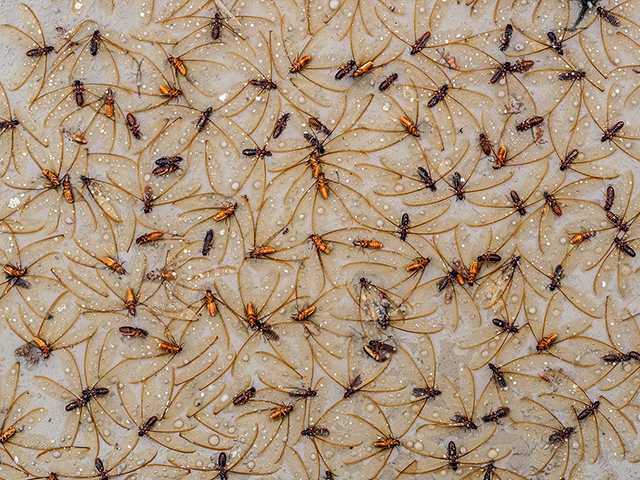 Termites caught in puddle Oly E-M1   12-40mm f2.8