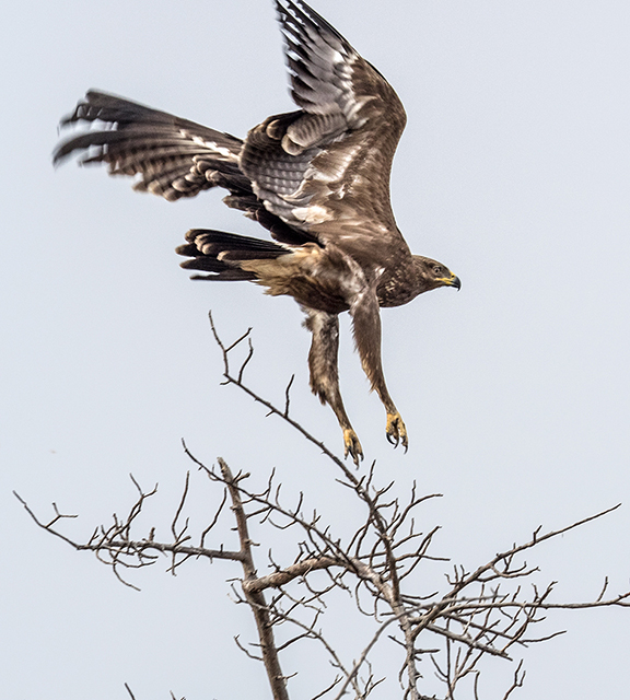 Hawk landing Oly E-M1  40-150mm f2.8