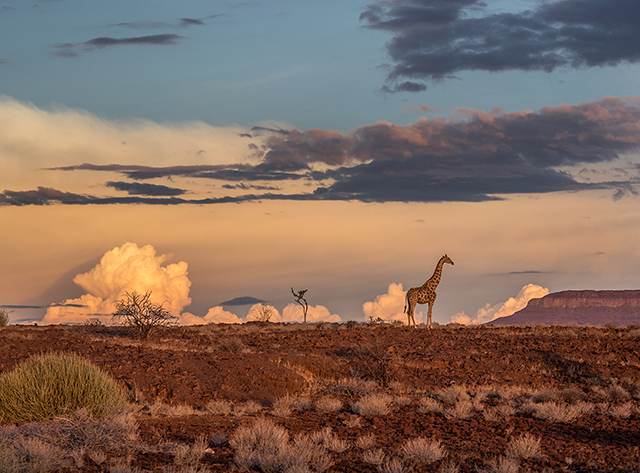 Near Rhino Camp, Namibia Oly E-M1  40-150mm f2.8