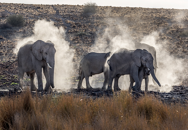Rhino Camp, elephants dusting Oly E-M1  40-150mm f2.8