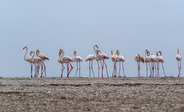 Flamingos, Walvis Bay Oly E-M1 40-150mm f2.8
